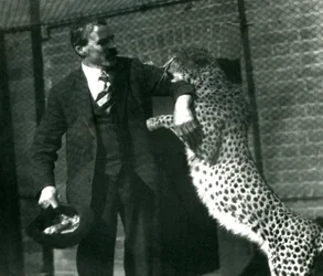 Keeper Charles Dixon with a playful cheetah at London Zoo, October 1922